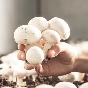 양송이버섯 제철 손질법과 볶음 요리 보관까지 전부 알려드립니다_40
