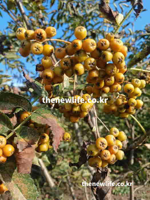마가목열매 효소 100일 6개월 2차