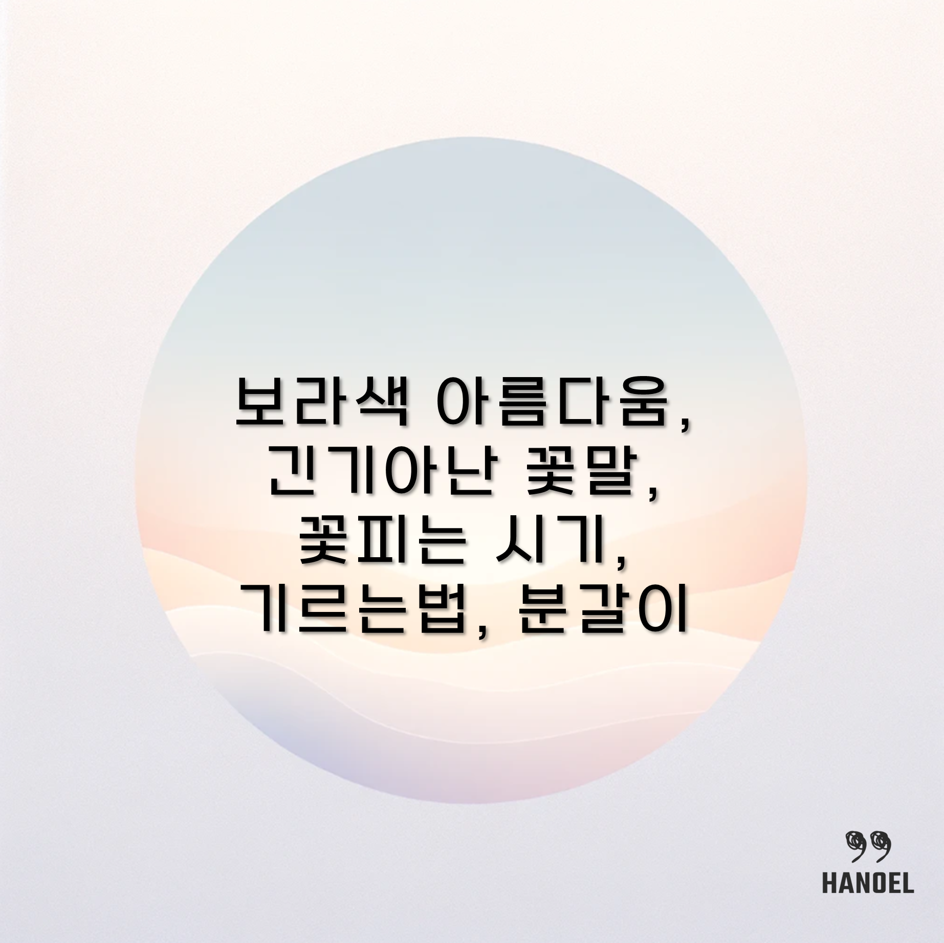 보라색 아름다움, 긴기아난 꽃말, 꽃피는 시기, 기르는법, 분갈이