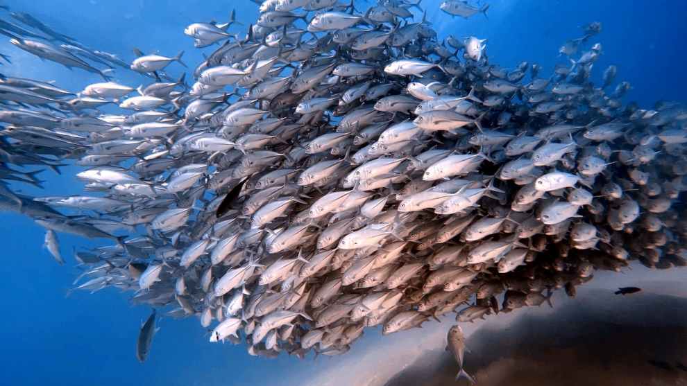 스쿠버 다이빙 자격증 따는 방법