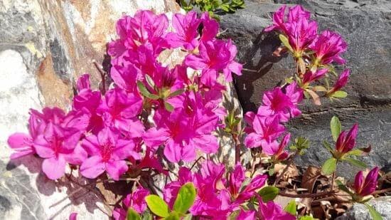 철쭉꽃-피는시기-개화시기-꽃말-철쭉-형태적-특성