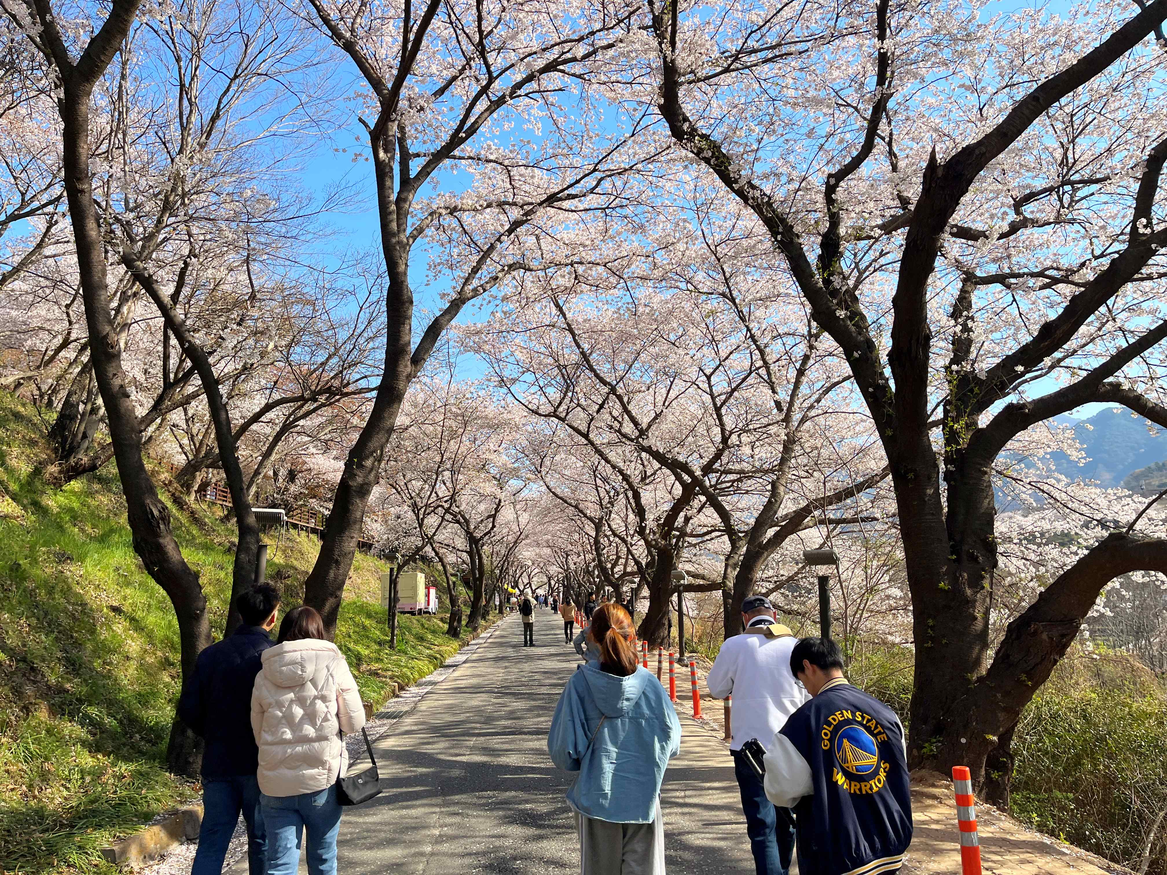 하동 십리벚꽃길