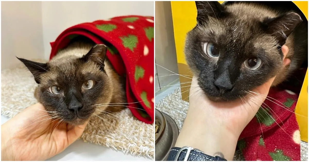 노령묘 질병 습식 사료_3