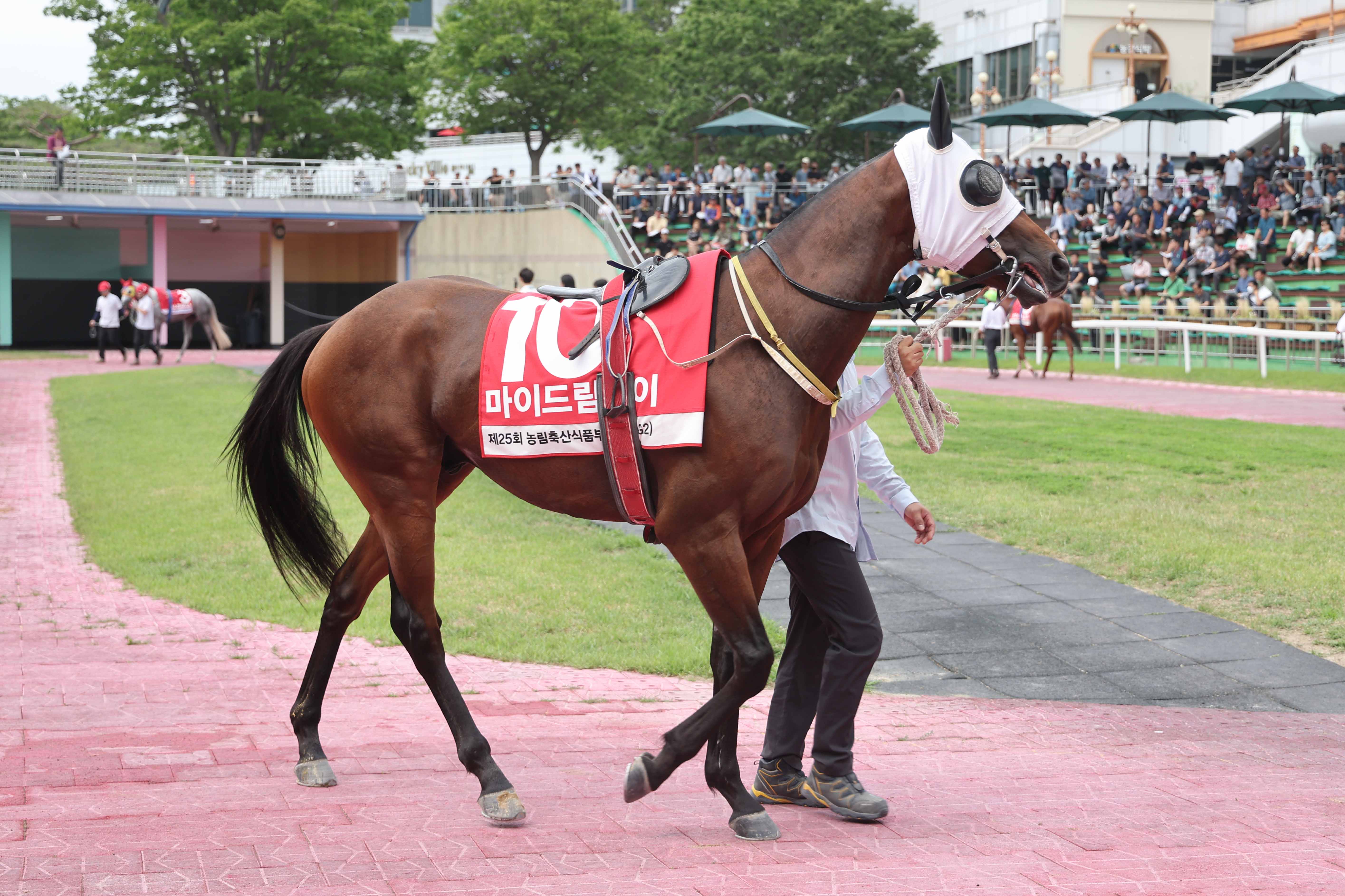 예시 중인 마이드림데이