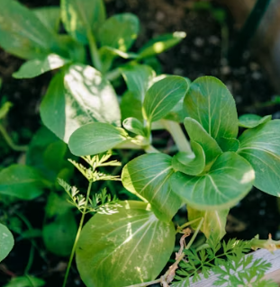 청경채 효능 부작용 고르는법 칼로리