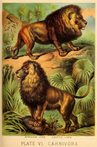 아시아사자 인도 동물 특징 성격_2