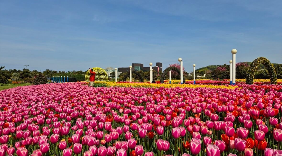 태안 튤립축제 기간