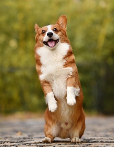 강아지 사료 추천