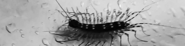 돈벌레 '설레발이'