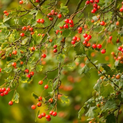 산에 자라고 있는 산사( 山楂 ,Hawthorn)