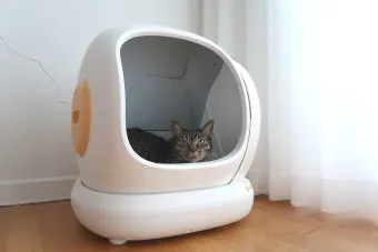 고양이 화장실 크기 대형 자동화장실 추천_6