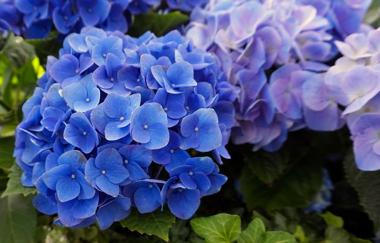 장생포 수국축제