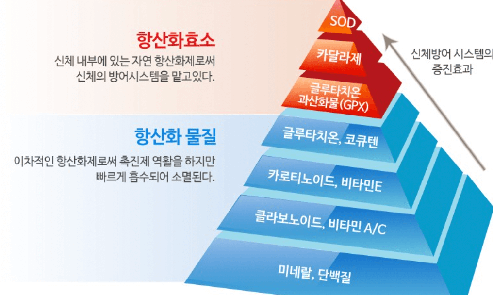 항산화 효소 관계도 사진