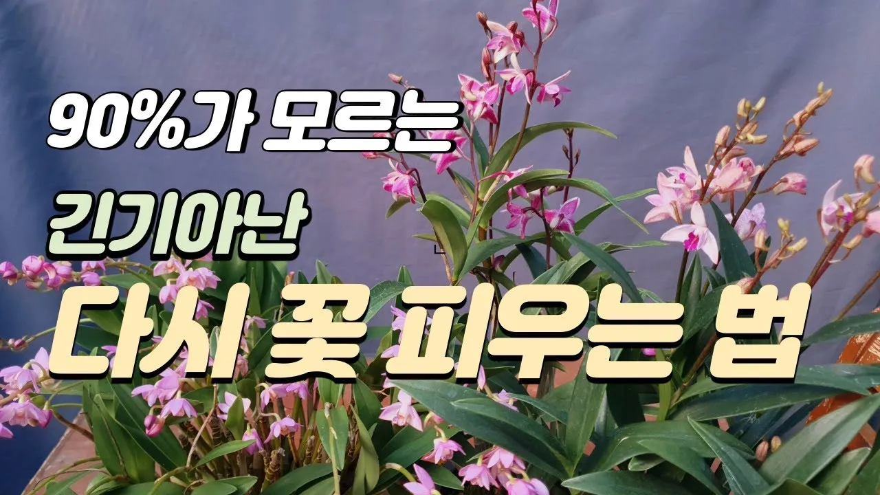 긴기아난 기르는법 꽃피우기 분갈이 물주기 꿀팁_1