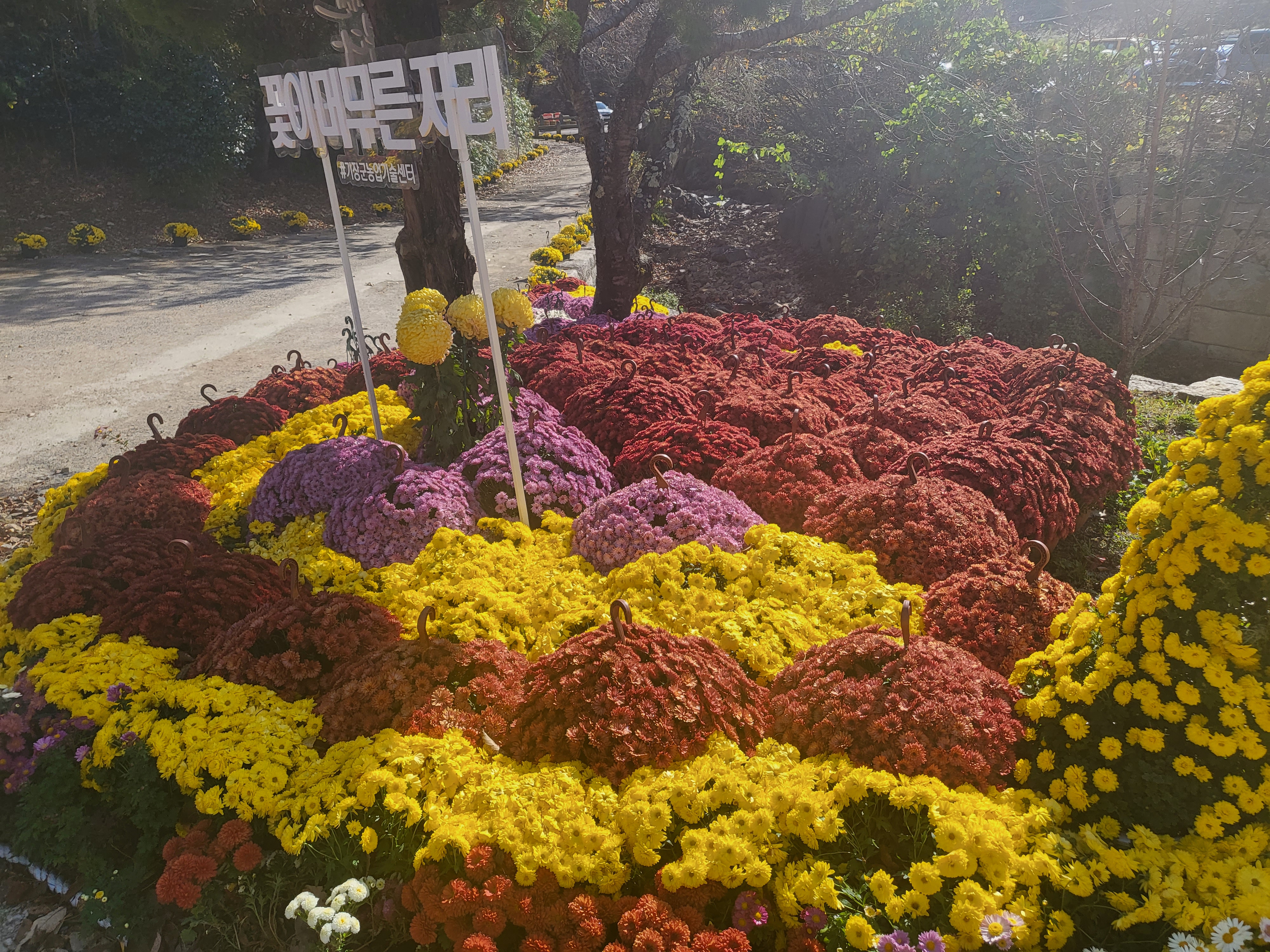 국화 향기 가득한 부산 기장 장안사 제 7회 기장 국화분재전시회가 열렸습니다.