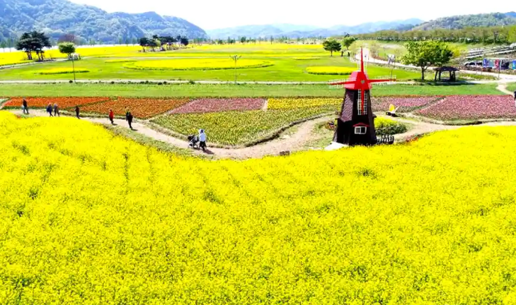 2026 창녕낙동강유채축제 일정 기간 프로그램 가볼만한곳 TOP 03