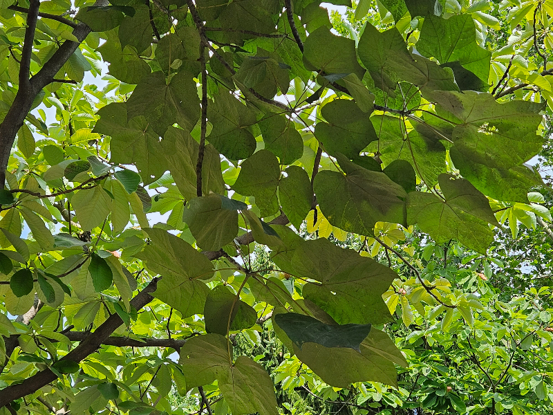 벽오동나무 잎2