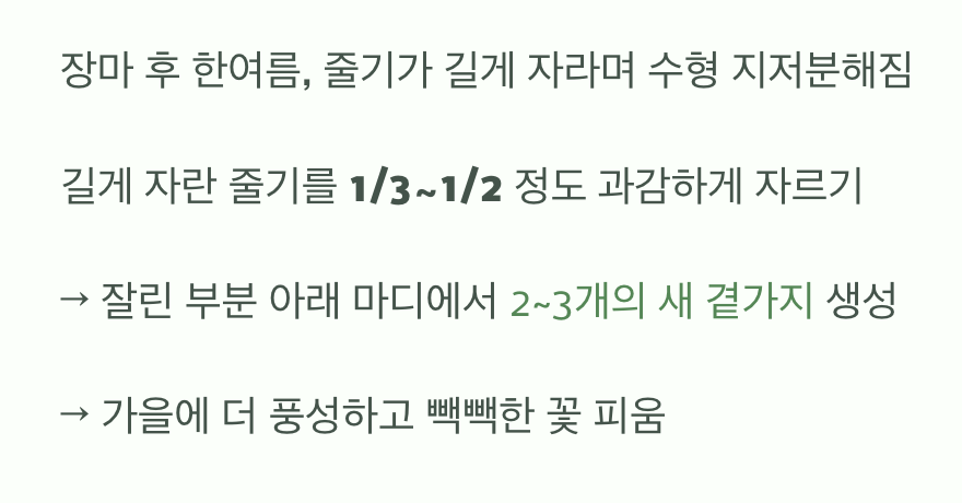 '순지르기'라는 마법, 초라함을 풍성함으로