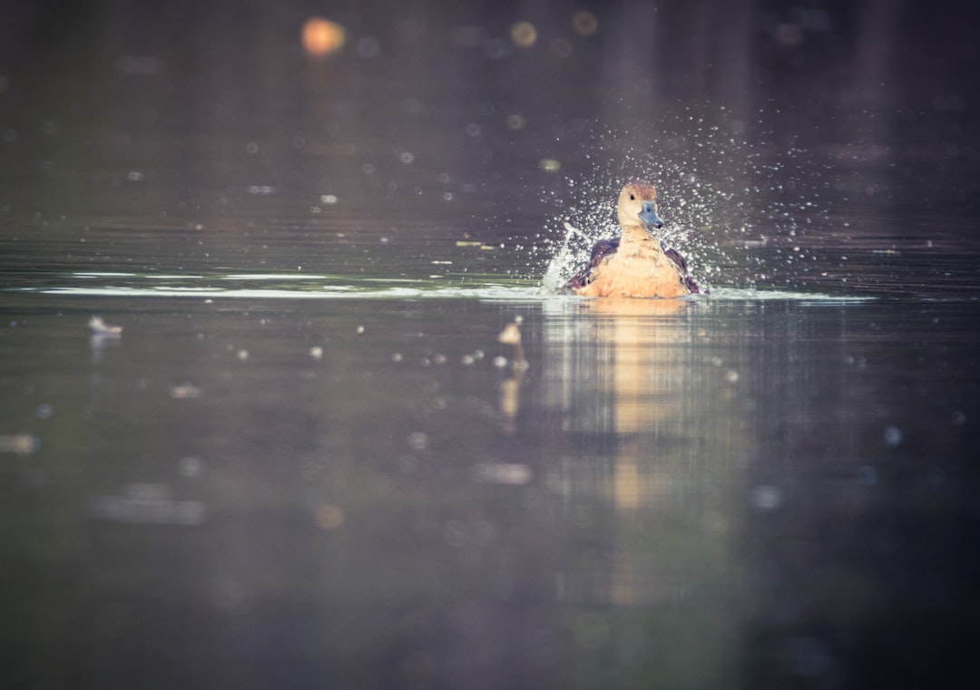 Waterbomb