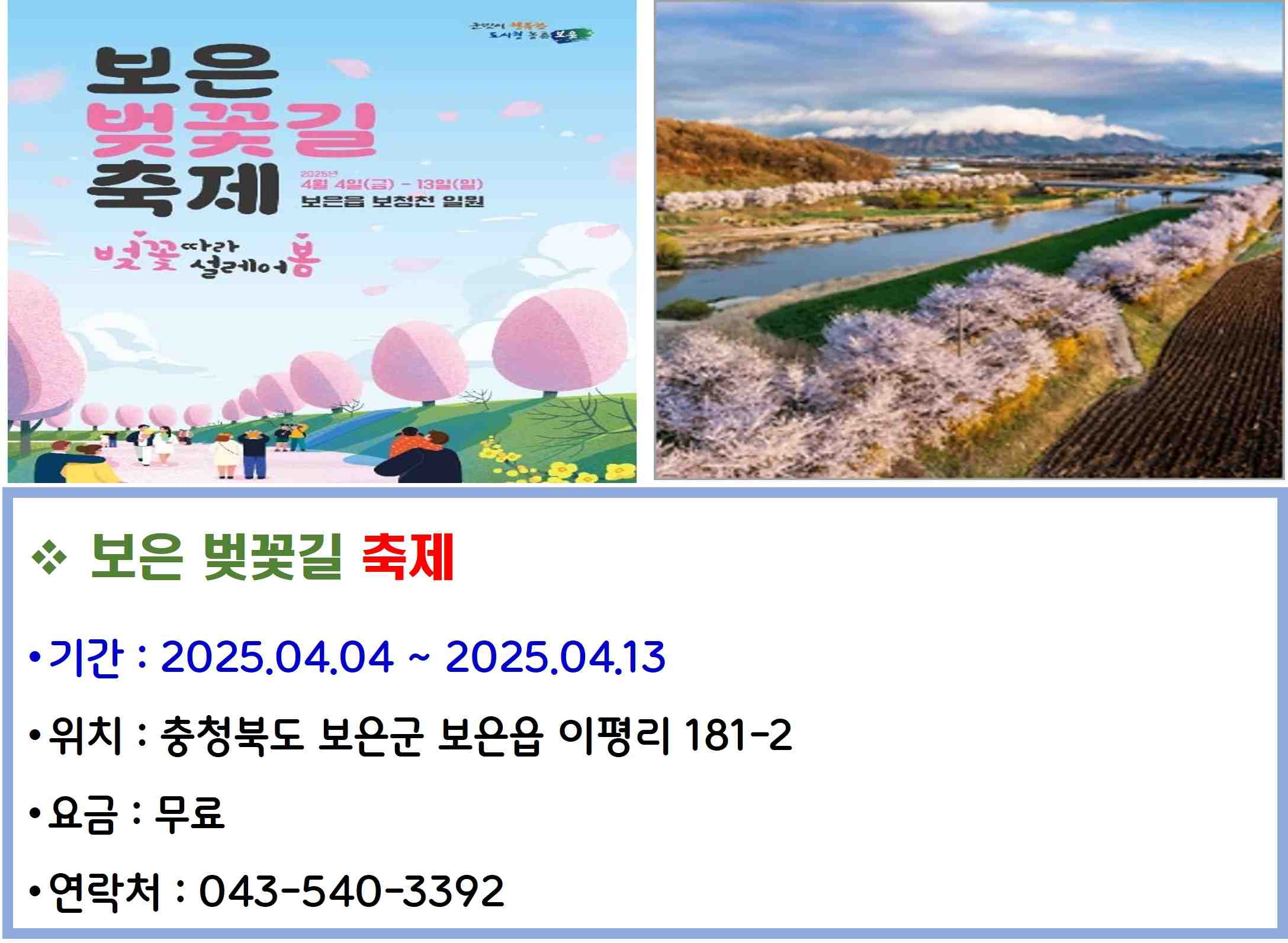 보은 벚꽃길 축제
