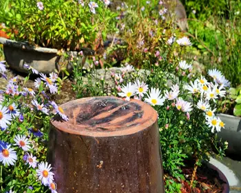 아침고요수목원 국화축제_1