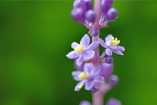 맥문동 효능 및 부작용