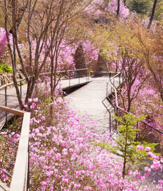 화담숲 꽃길