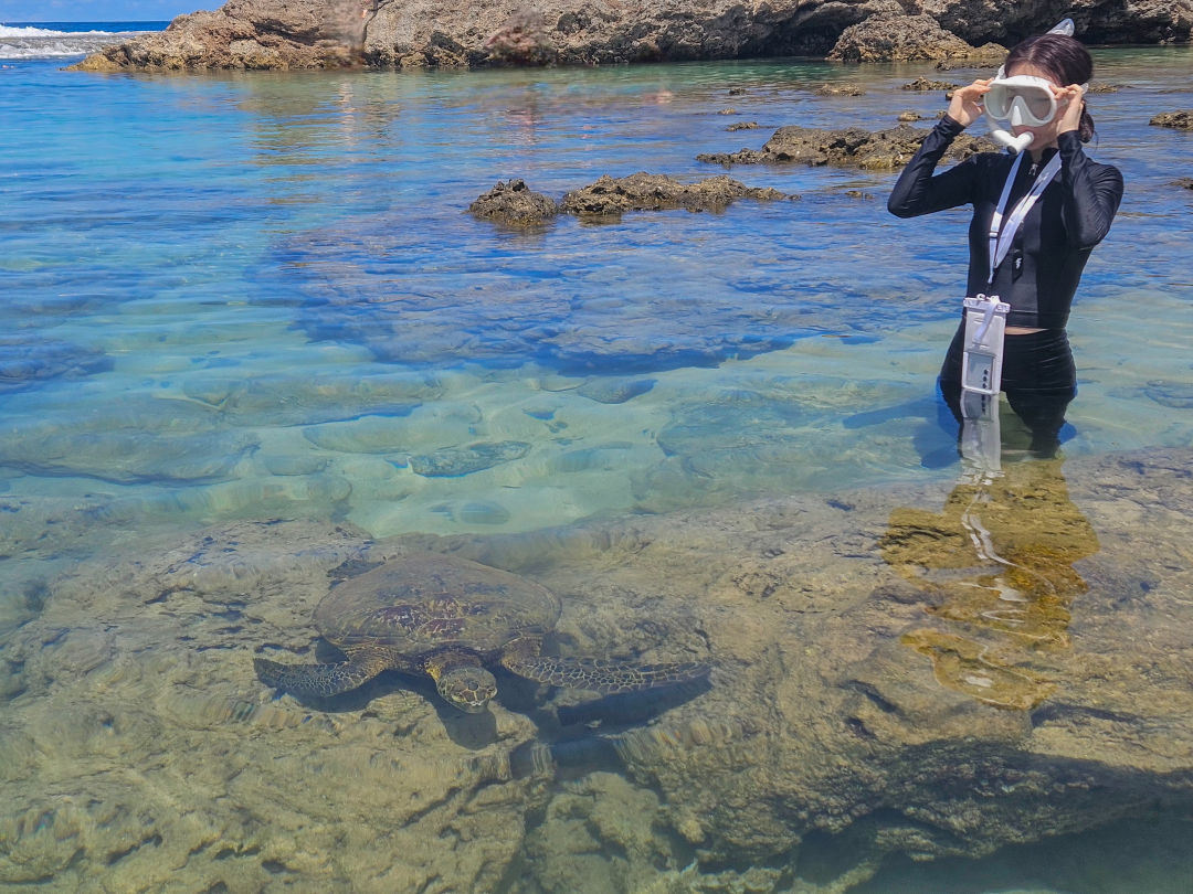 샥스코브 거북이