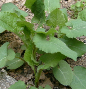 취나물 효능 부작용 칼로리 고르는법