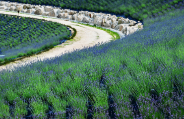 정읍 허브원 라벤더 축제