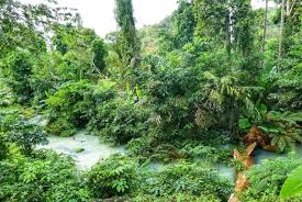 욕던 국립공원 (Yok Don National Park) 사진 (출처:Travelviet )