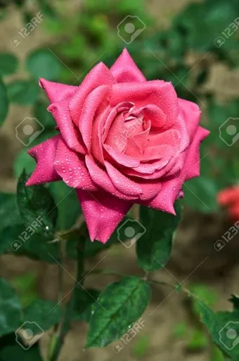 장미 삽목시기 삽목 방법 줄장미 넝쿨장미 색깔별 장미_15