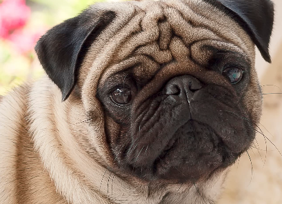 매력적인 얼굴 퍼그