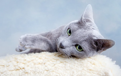 몸이 안 좋아 보이는 고양이.