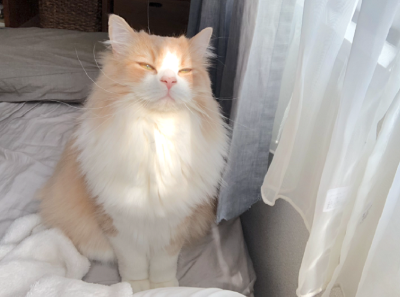 라가머핀
