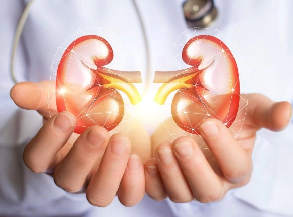 신장에 좋은 음식 14가지 신장 영양제 성분 추천 (성분 주의사항 Tip)