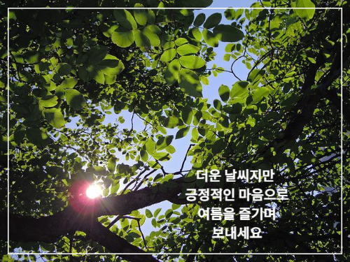 나뭇잎 사이로 보이는 햇빛