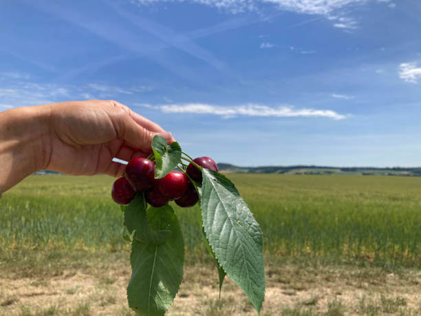 타트체리 효능&amp;#44; 불면증과 치매예방에 좋고 미국 10대 슈퍼푸드 중 하나로 선정될 정도로 몸에 좋은 효능이 너무 많습니다.