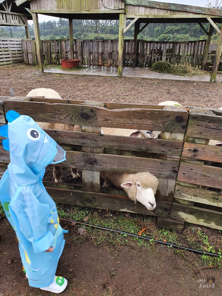 표선 보롬왓 먹이 체험