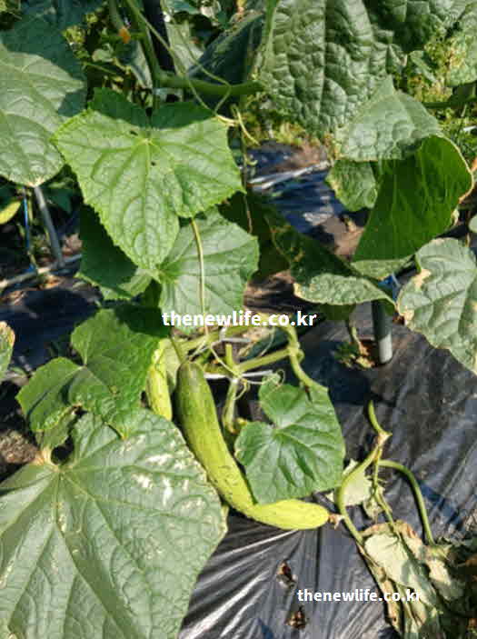 오이 효능 영양성분 칼륨