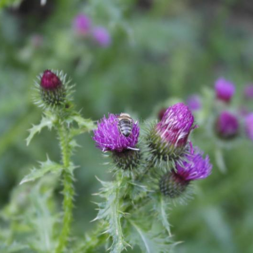 엉겅퀴 Thistle