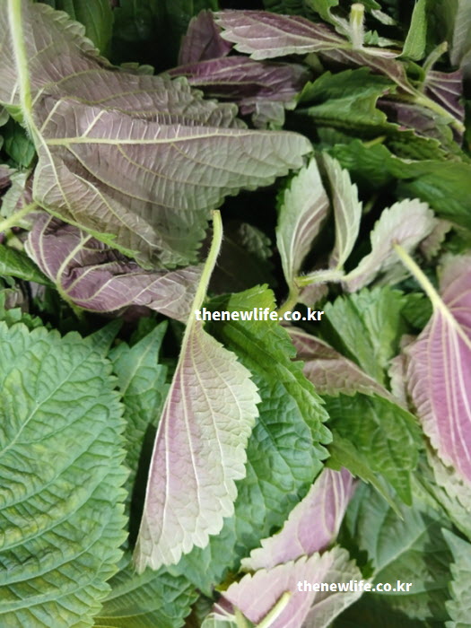 자색 깻잎 효능 우러나는 따뜻한 자소엽차 실물