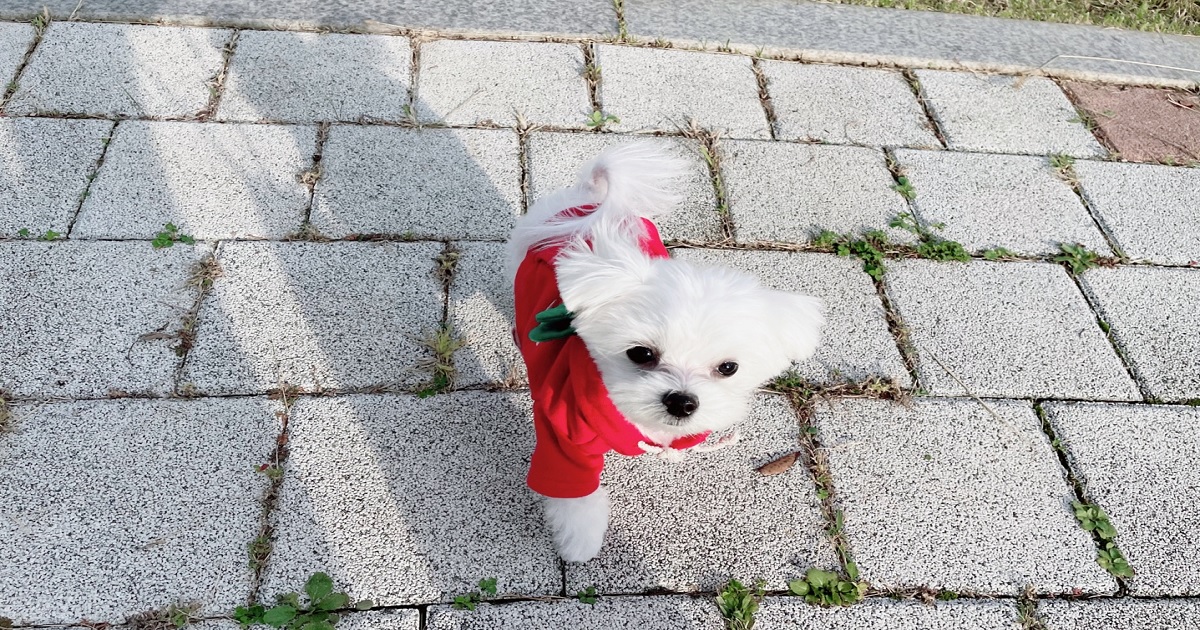 꾸준한-눈관리를-통해-백내장을-예방하는-어린-강아지