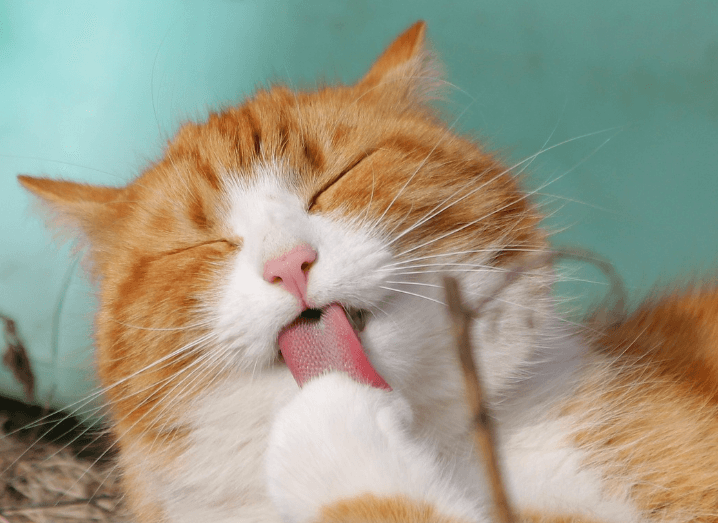 고양이 나오는 꿈 해몽 풀이