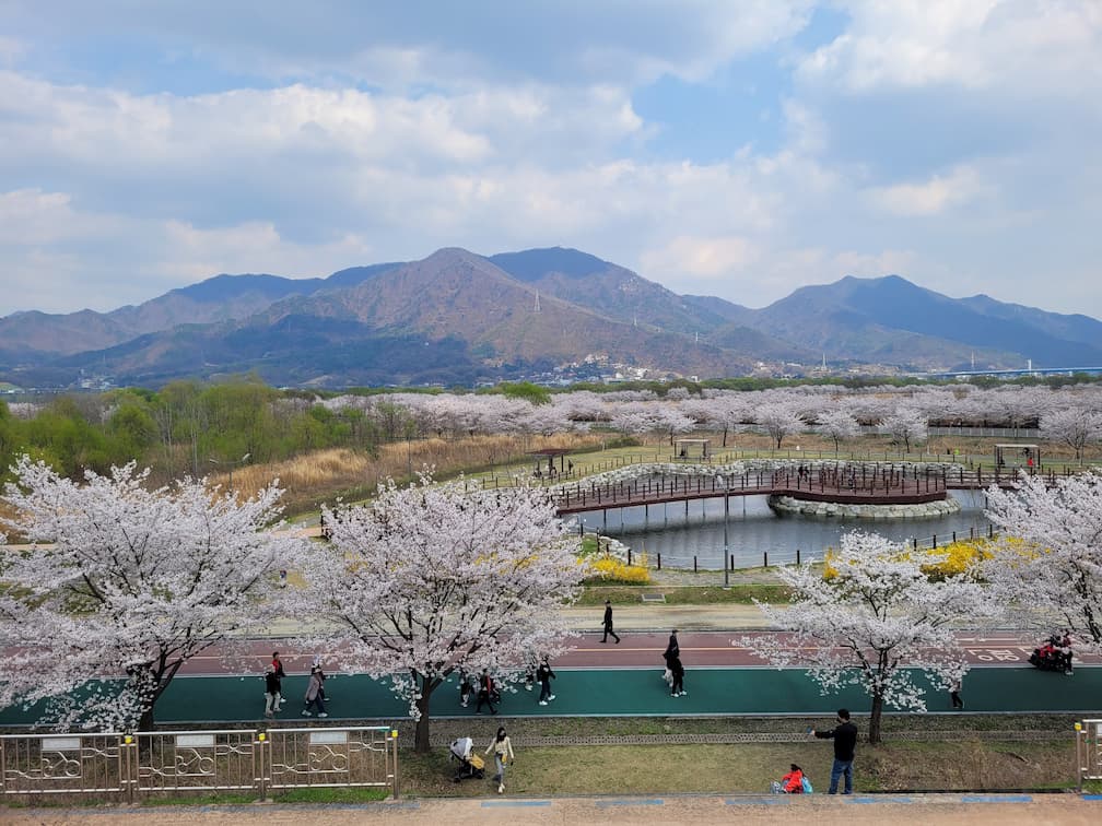 봄철 하남 당정뜰 벚꽃나무와 하늘이 어우러진 산책길