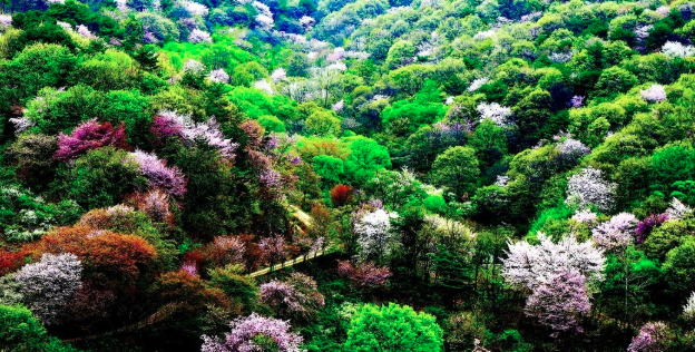 금산 보곡산골 산벚꽃 축제