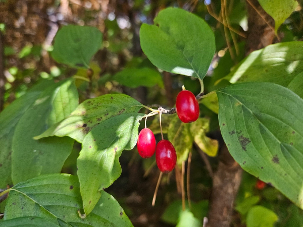 산수유 붉은 열매