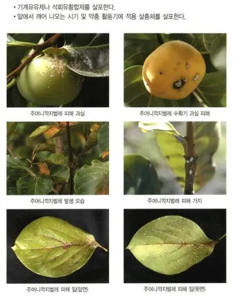 감 재배 탄저병 방제 가지 치기 저장 요령_9