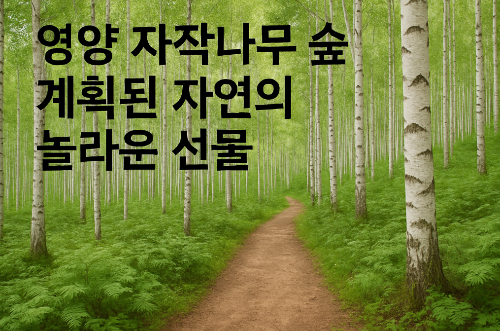 영양 자작나무 숲, 계획된 자연이 선사하는 힐링 여행지