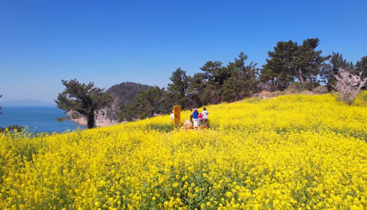유채밭
